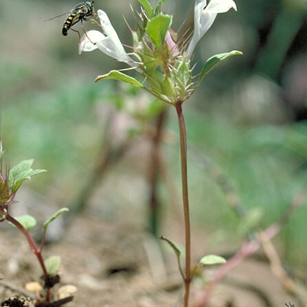 Acanthomintha obovata unspecified picture