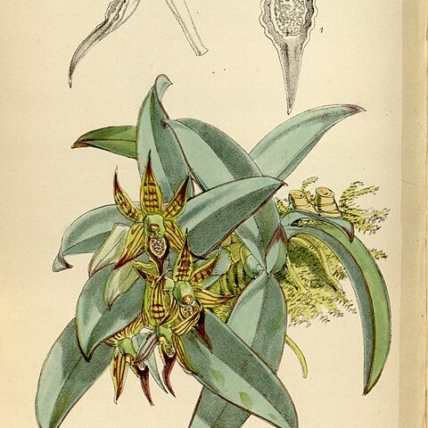 Epidendrum sophronitis unspecified picture