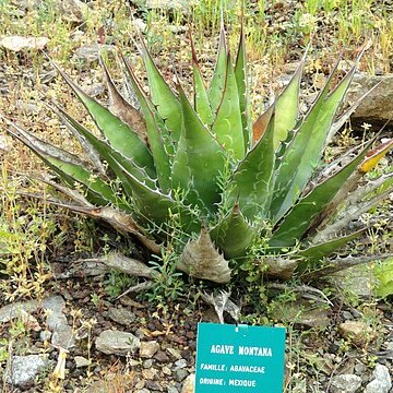 Agave montana unspecified picture