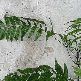 Mickelia scandens unspecified picture