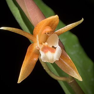 Coelogyne candoonensis unspecified picture