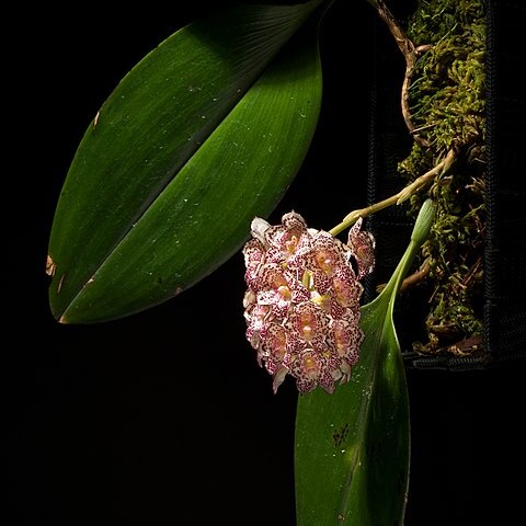 Bulbophyllum kubahense unspecified picture