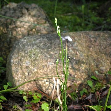 Bartonia paniculata unspecified picture