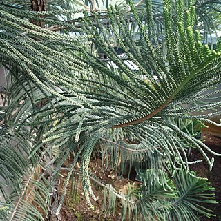 Araucaria scopulorum unspecified picture