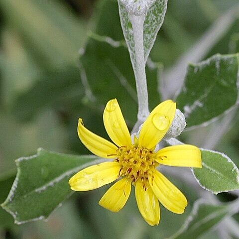 Osteospermum moniliferum subsp. canescens unspecified picture