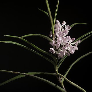 Vanda christensoniana unspecified picture