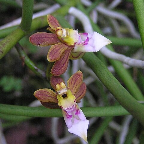 Cleisostoma simondii var. guangdongense unspecified picture