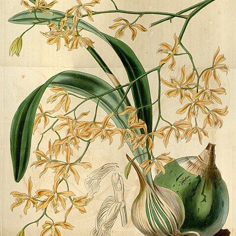 Encyclia candollei unspecified picture