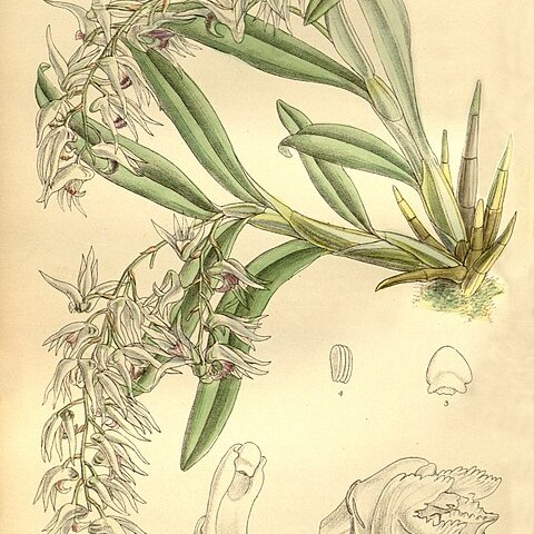 Dendrobium denudans unspecified picture