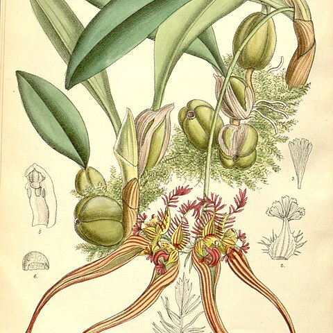 Bulbophyllum wendlandianum unspecified picture