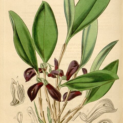 Zootrophion atropurpureum unspecified picture