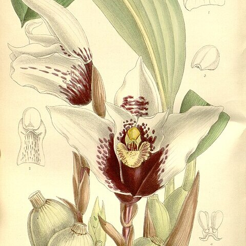 Maxillaria sanderiana unspecified picture