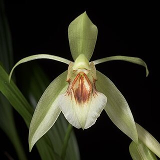 Coelogyne fragrans unspecified picture