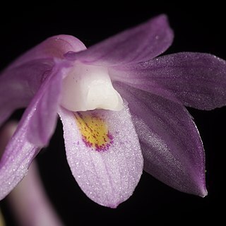 Dendrobium hasseltii unspecified picture