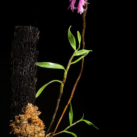 Dendrobium stricticalcarum unspecified picture