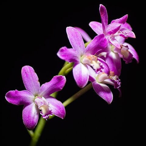 Cattleya rupestris unspecified picture