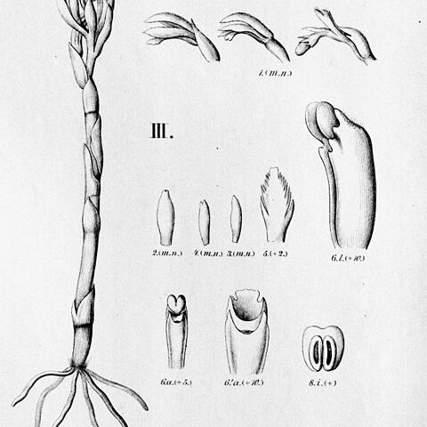 Pogoniopsis nidus-avis unspecified picture