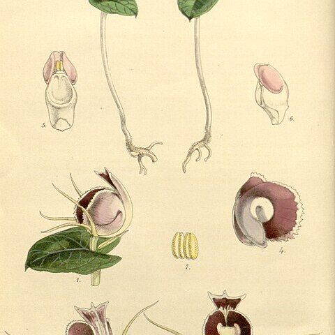 Corybas unspecified picture