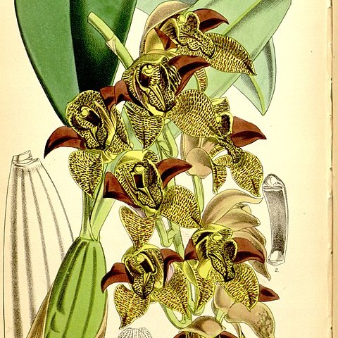 Grammatophyllum stapeliiflorum unspecified picture