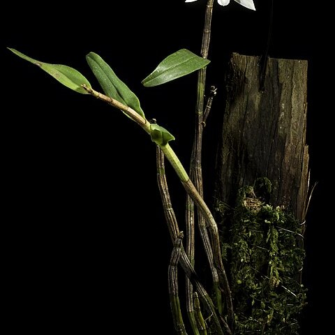 Dendrobium trankimianum unspecified picture