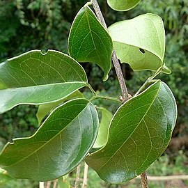 Bignonia sciuripabulum unspecified picture