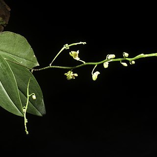 Phalaenopsis mirabilis unspecified picture