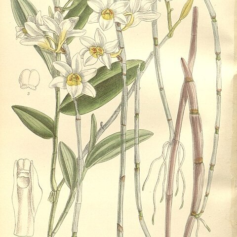 Dendrobium sarmentosum unspecified picture