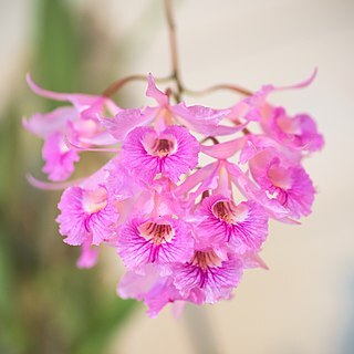 Broughtonia negrilensis unspecified picture