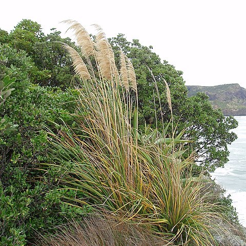 Austroderia splendens unspecified picture