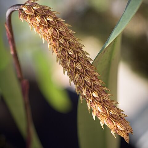 Bulbophyllum careyanum unspecified picture