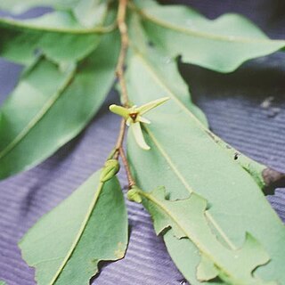 Xylopia sahafariensis unspecified picture