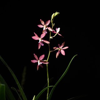 Oncidium roseoides unspecified picture