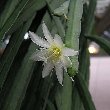 Lymanbensonia crenata unspecified picture