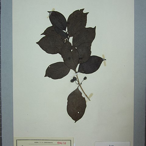 Cyclophyllum barbatum unspecified picture