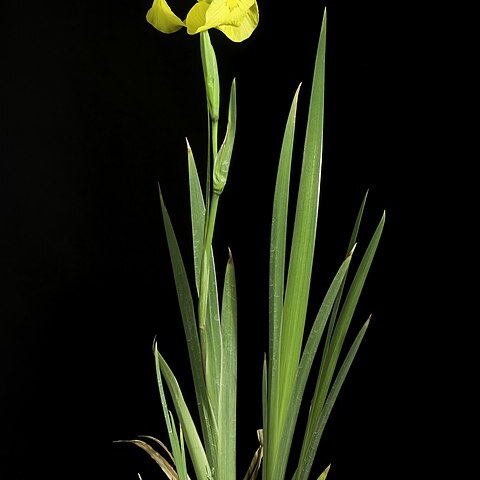 Iris maackii unspecified picture