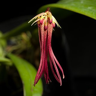 Bulbophyllum habrotinum unspecified picture