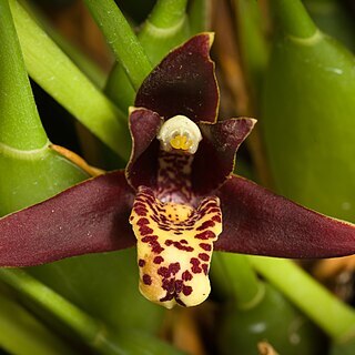 Maxillaria tenuifolia unspecified picture