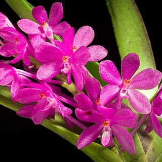 Vanda ampullacea unspecified picture