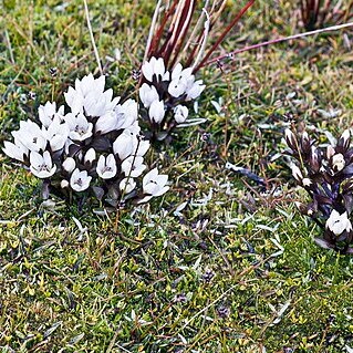 Gentianella montana unspecified picture