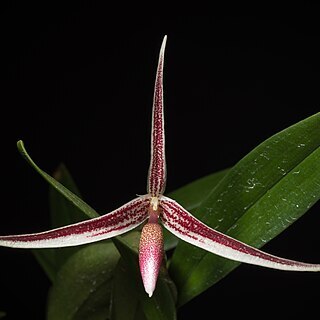 Bulbophyllum callipes unspecified picture