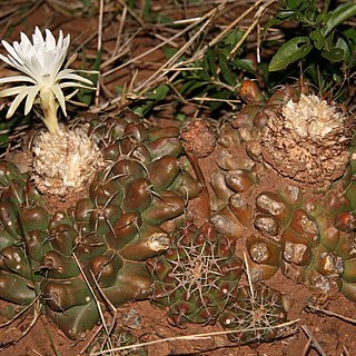 Discocactus hartmannii unspecified picture