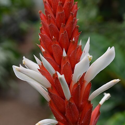 Pitcairnia oliva-estevae unspecified picture