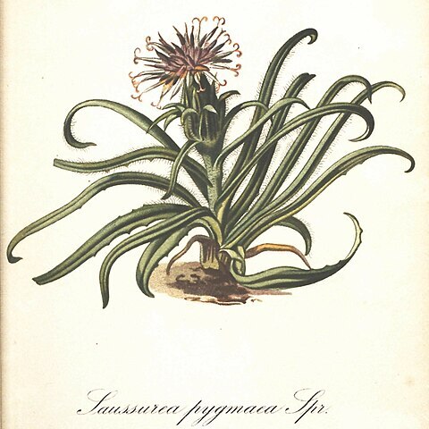 Saussurea pygmaea unspecified picture