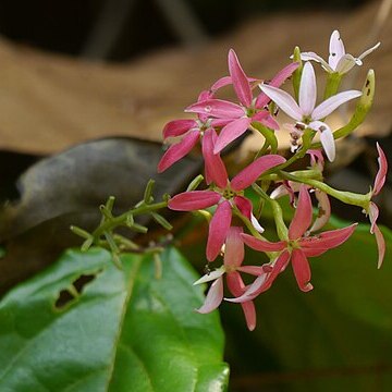 Combretum malabaricum unspecified picture