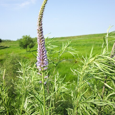 Veronicastrum tubiflorum unspecified picture