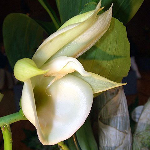 Catasetum pileatum unspecified picture