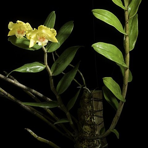 Dendrobium lowii unspecified picture