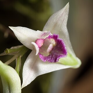 Dendrobium elliottianum p.o'byrne unspecified picture