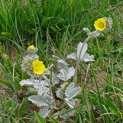 Potentilla grisea unspecified picture