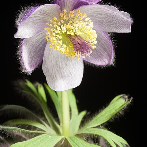 Pulsatilla tatewakii unspecified picture